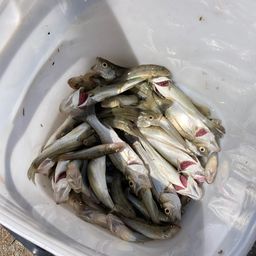 セイゴ（マルスズキ）