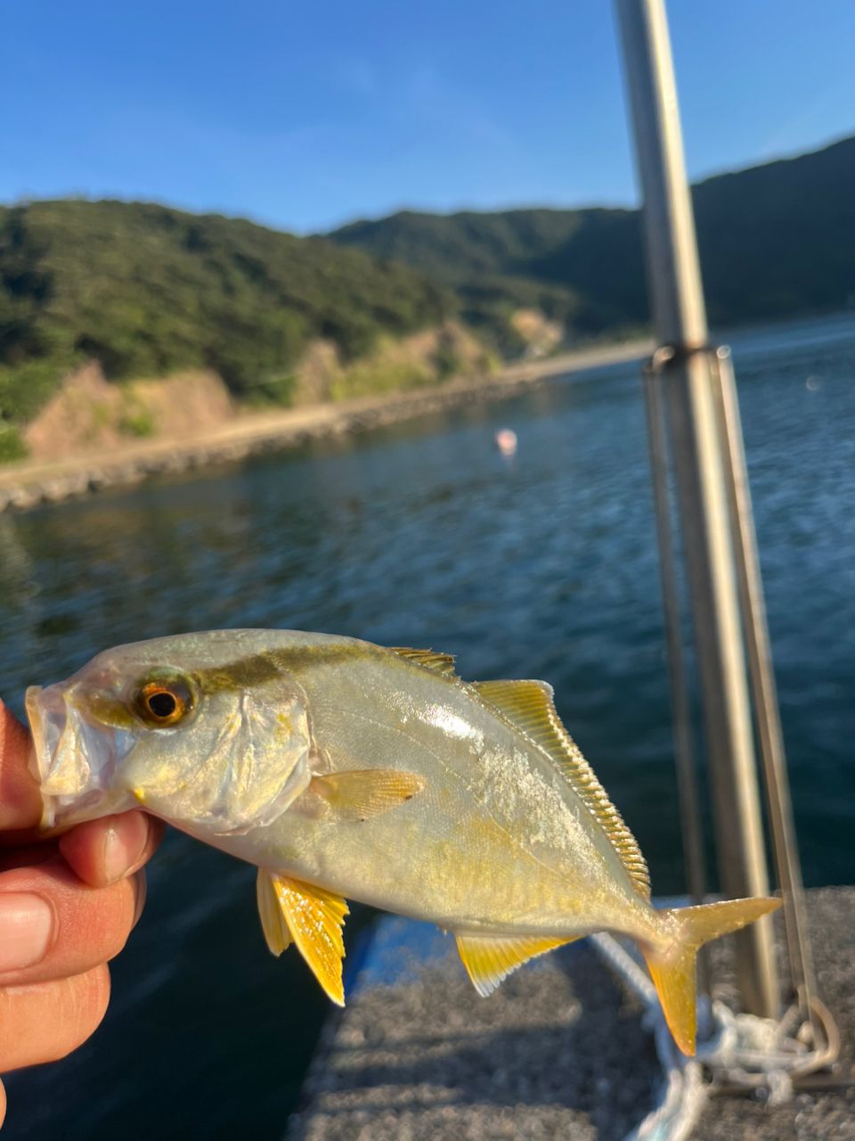 アオリイカ