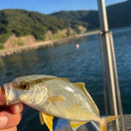 アオリイカ