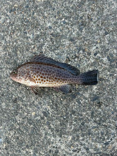 オオモンハタの釣果