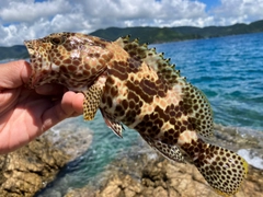 カンモンハタの釣果