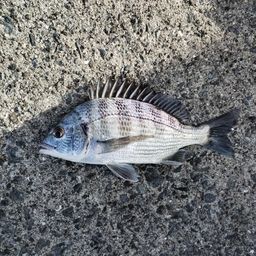 チヌ