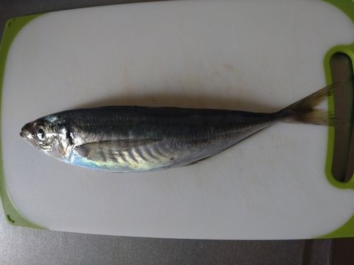 マアジの釣果