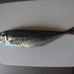 マアジ