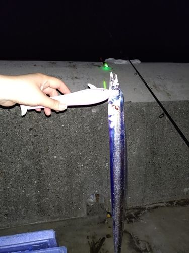 タチウオの釣果