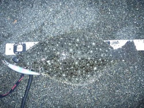 ヒラメの釣果