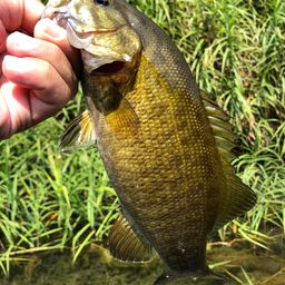 スモールマウスバス