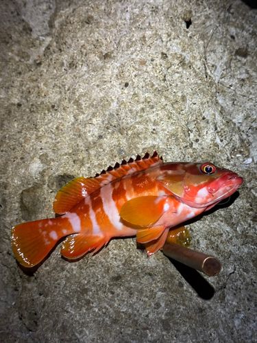 アカハタの釣果