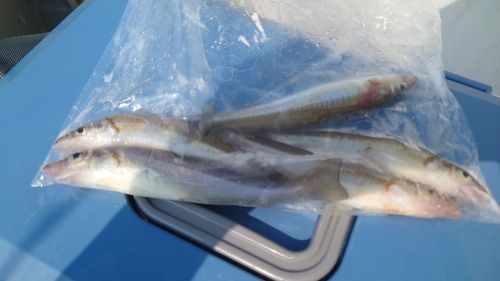 シロギスの釣果