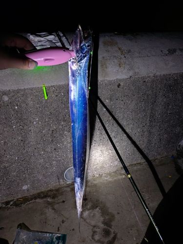 タチウオの釣果