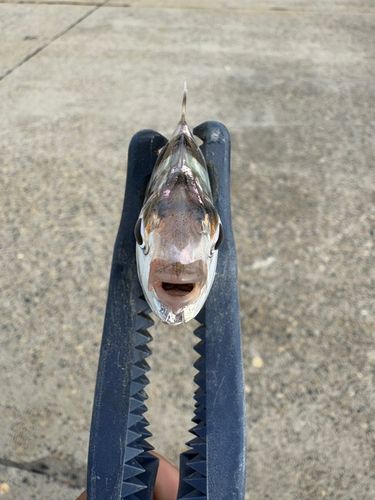 ヒイラギの釣果