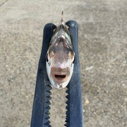 ヒイラギ