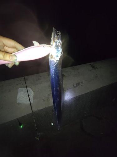 タチウオの釣果