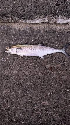 サゴシの釣果