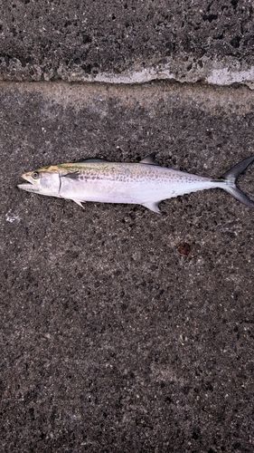 サゴシの釣果
