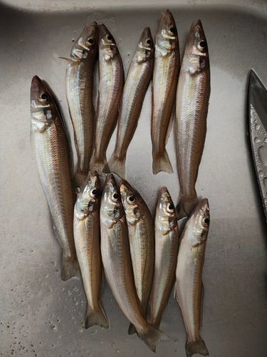 キスの釣果