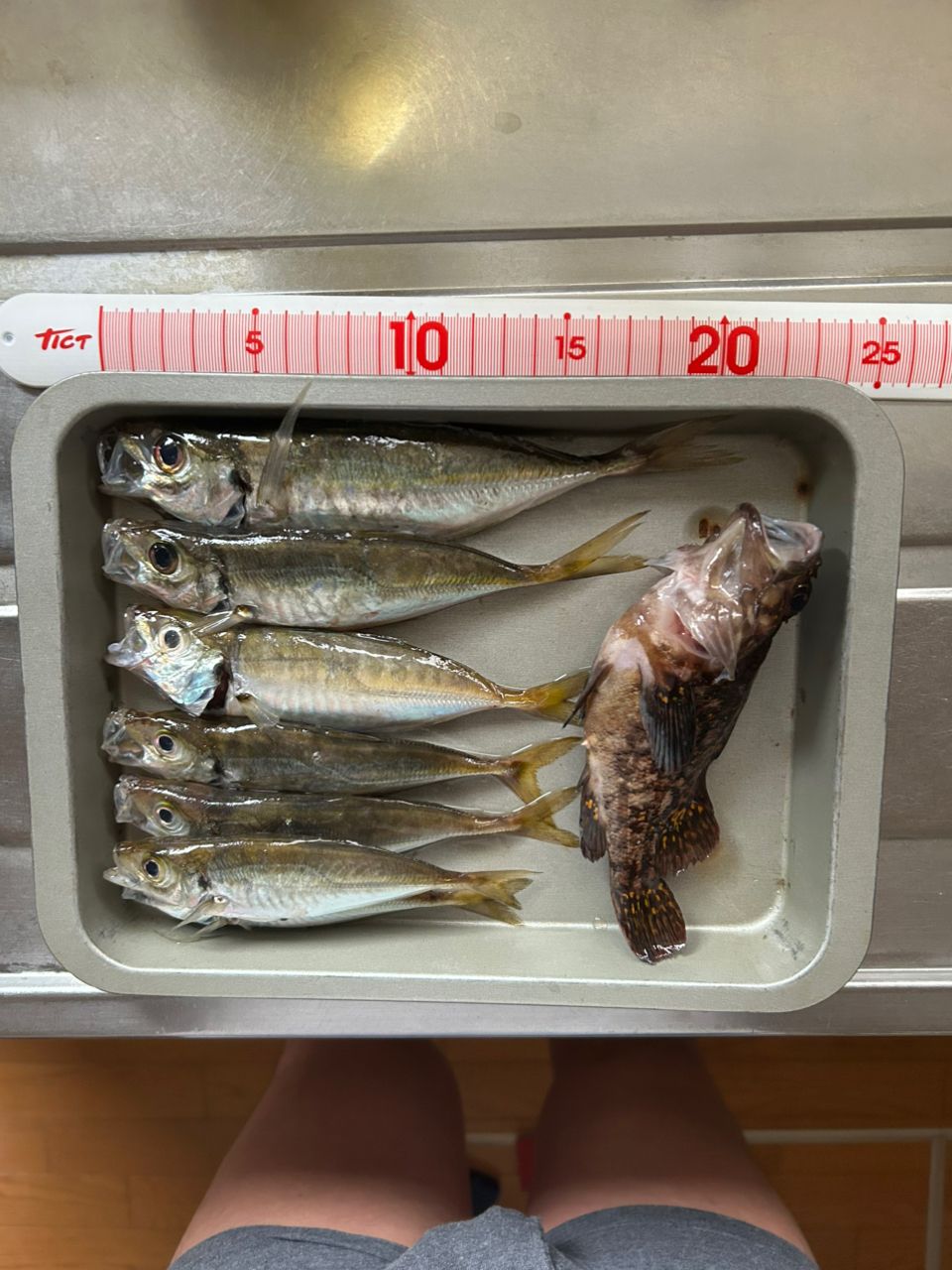 アオアジ