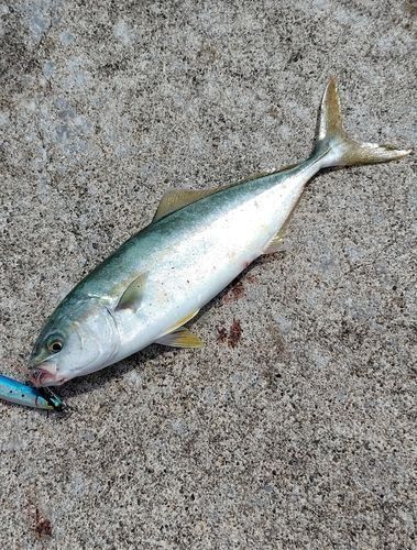 フクラギの釣果