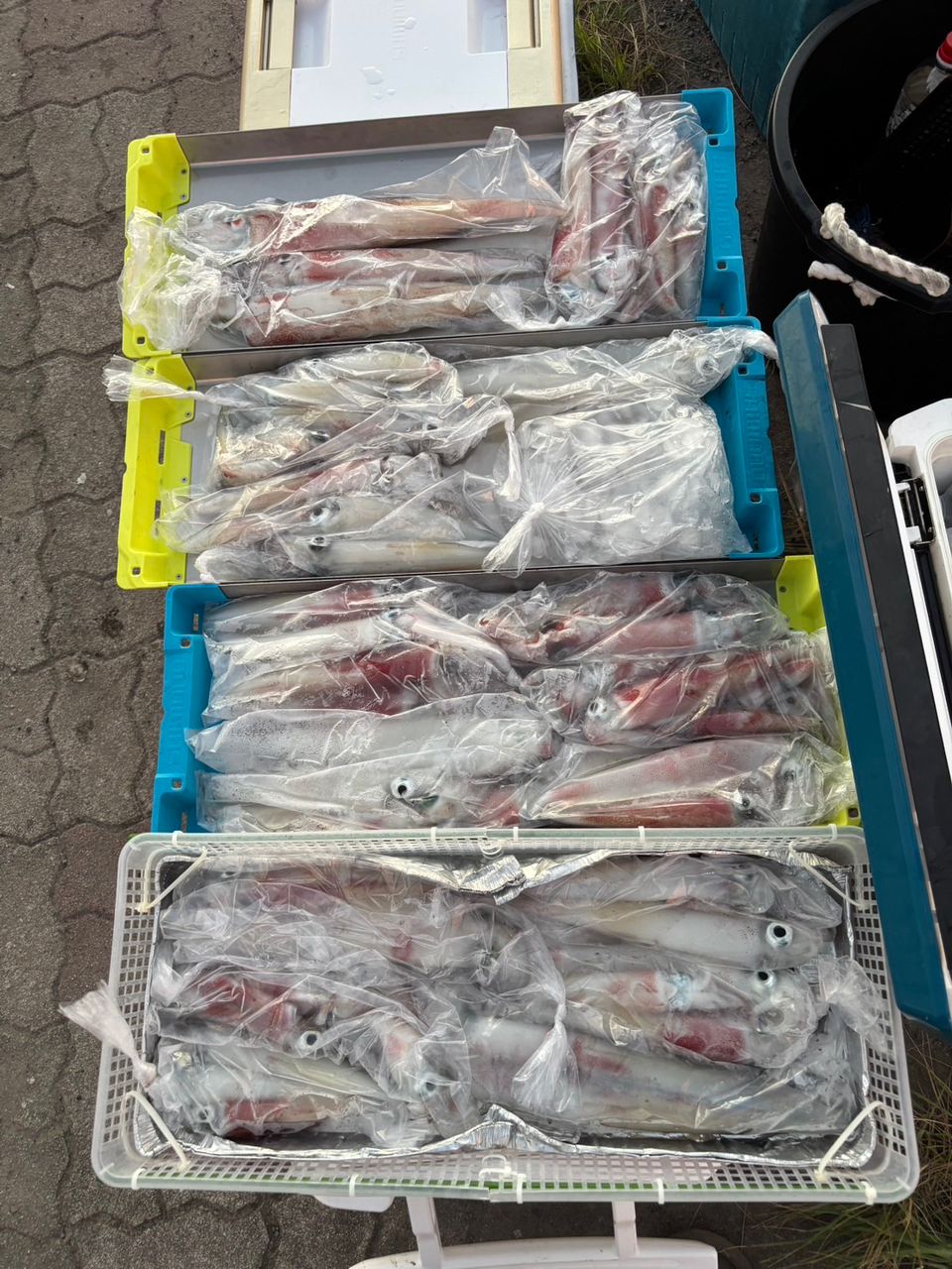 田畑良朗@なつき丸さんの釣果 2枚目の画像