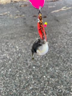 フグの釣果