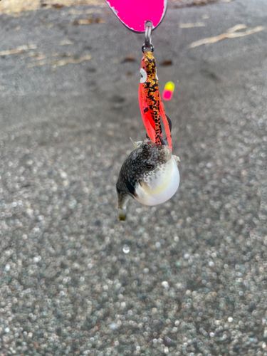 フグの釣果
