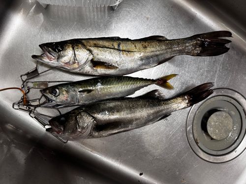 サバの釣果