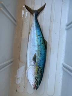 イナダの釣果