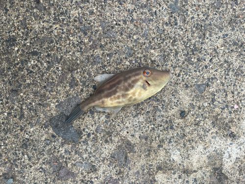 ウマヅラハギの釣果