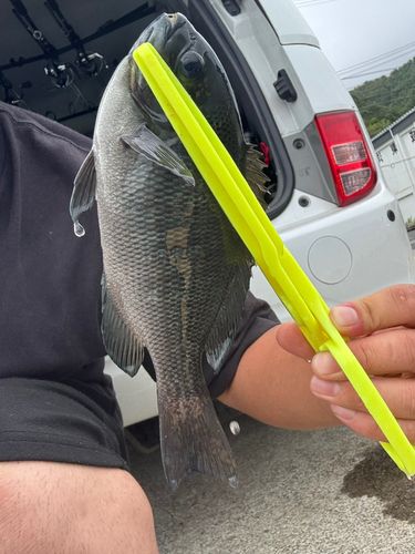 イシダイの釣果