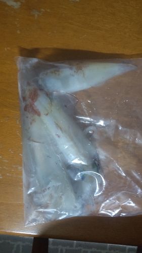 アカイカの釣果