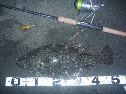 ヒラメの釣果