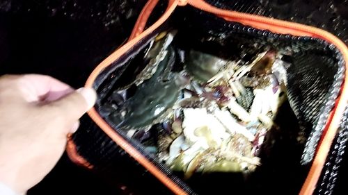 ワタリガニの釣果