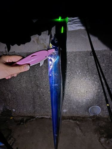 タチウオの釣果