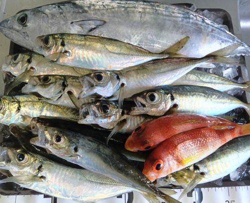 ハガツオの釣果