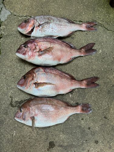 タイの釣果