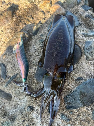 アオリイカの釣果