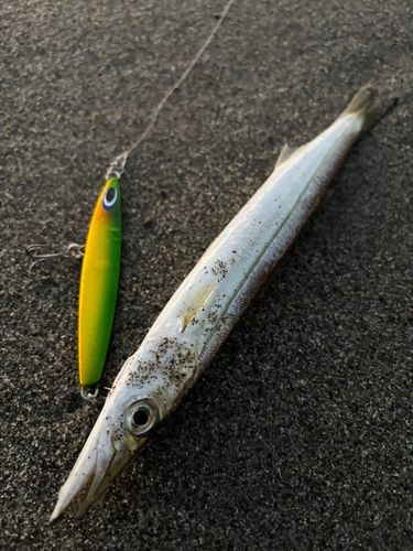 カマスの釣果