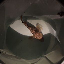 カサゴ