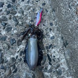 アオリイカ
