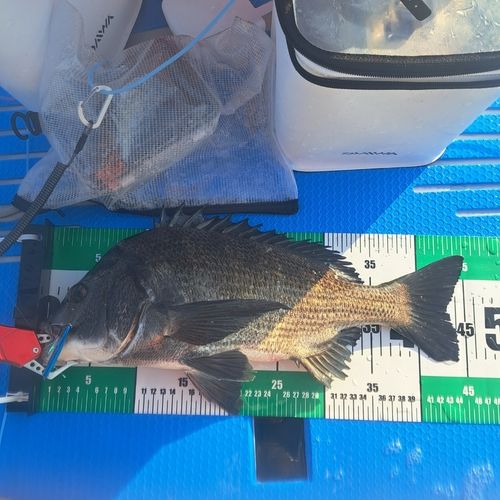 チヌの釣果