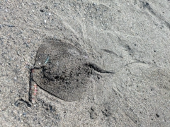 アカエイの釣果