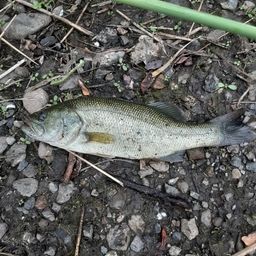 ラージマウスバス