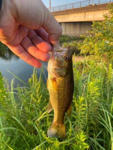 ラージマウスバスの釣果