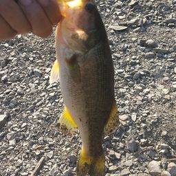 ラージマウスバス