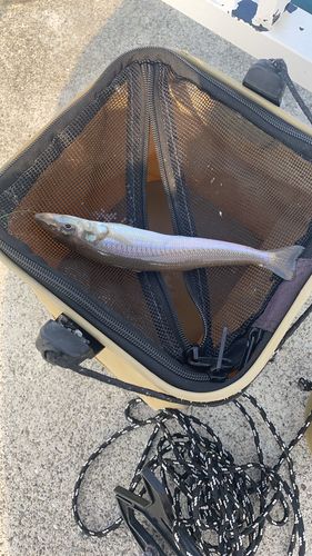 キスの釣果
