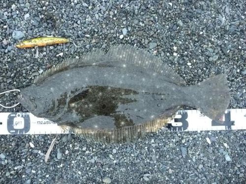 マゴチの釣果