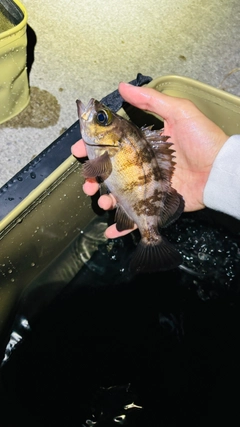 アカメバルの釣果