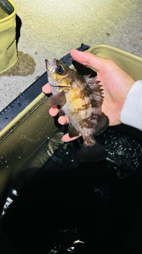 アカメバルの釣果