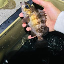 アカメバル