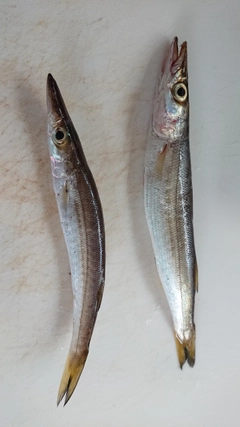 カマスの釣果